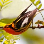 "Blackburnian Warbler" by Dennis Edge, Photograph, 12" x 9", $200