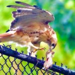 "Red-tailed hawk with prey" by Dennis Edge, Photograph, 24" x 19", $350