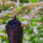 "Monarch Chrysalis on milkweed" by Alexia Weidler, Photograph, 11” X 17”
