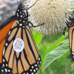 "Tagged Monarch Butterfly" by Alexia Weidler, Photograph, 11” X 17”