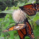 "Monarch butterflies on Milk Weed" by Alexia Weidler, Photograph, 11” X 14”