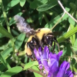 "Bombus fervidus vetch" by Amy Berkov, Photograph, 11 X 14