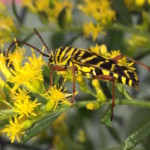 "Locust borer lateral" by Amy Berkov, Photograph, 11 X 14