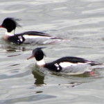 "Red breasted Mergansers" by Amy Berkov, Photograph, 11 X 14