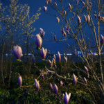"01_East River Park" by George Hirose, photograph