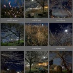 "Save Our Trees" by George Hirose, photo montage -9 images of trees in East River Park, 30” X 30”