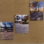 "Tree Triptych" by Harriet Hirshorn, 3 photographs mounted on cardboard triptych