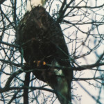 "Bald Eagle" by Melinda Billings, Photograph
