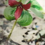 "Trillium erectum, the red trillium" by Melinda Billings, Photograph