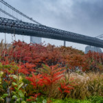"Sumac Trees/Willamsburg Bridge" by Pat Arnow, Photograph, 11 X 14