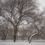 Onno de Jong, "Taiyo In Park Snow"