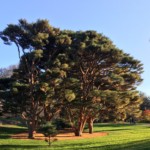 Carolyn Ratcliffe, Japanese Pine Trees