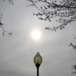 Bonnie Rosenstock, Dusk