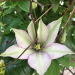 Carolyn Ratcliffe, Clematis