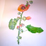 Lois Carlo - Hollyhock