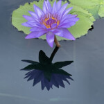 Carolyn Ratcliffe - Blue Waterlilly