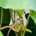 Carolyn Ratcliffe - Lotus Leaf & Dragonfly