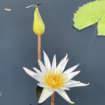 Carolyn Ratcliffe - White Nymphia & Dragonfly