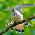 Dennis Edge - American Kestrel 1