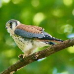 Dennis Edge - American Kestrel 2