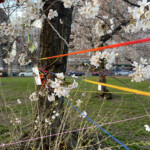 George Hirose - Farewell to Cherry Hill Part 1 (6 photo series)