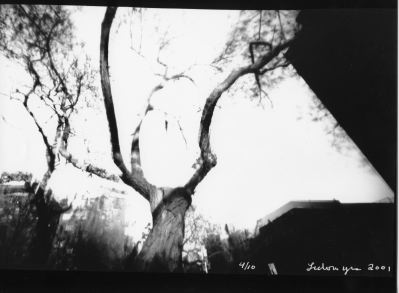 St. Mark's  Reindeer