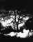 Tree In The Snow