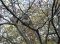 Scapes - 15