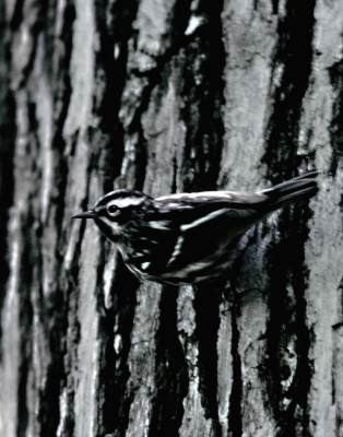 Black and White Warbler