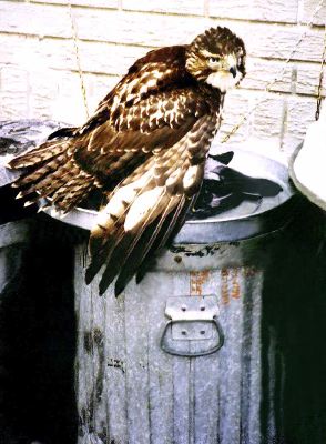 juvenile Red-tailed Hawk