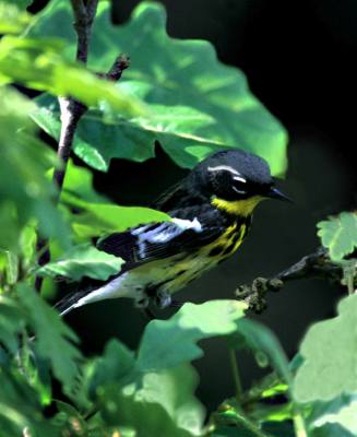Magnolia Warbler 
