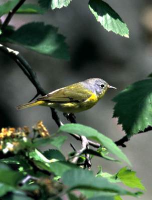 Nashville Warbler 