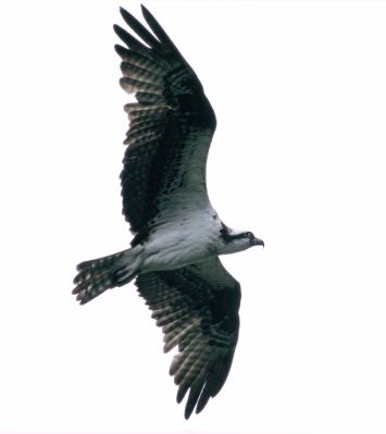 Osprey 
