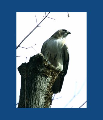 Pale Male