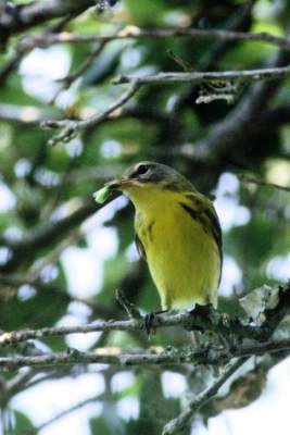 Prairie Warbler 