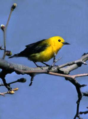 Prothonotary Warbler