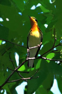 Blackburnian Warbler