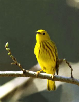 Yellow Warbler 