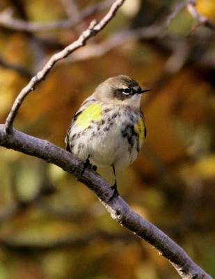 Yellow-rumped Warbler