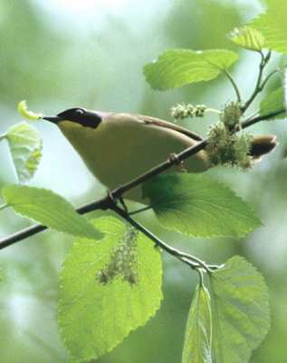 Common Yellowthroat 