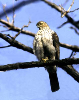Cooper's hawk 
