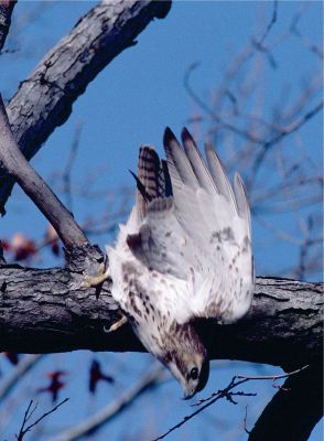 Diving hawk 