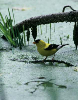 Goldfinch 
