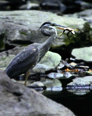 Great Blue Heron 