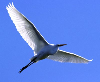 Great Egret flying 