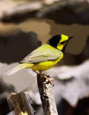 Hooded Warbler 