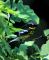 Magnolia Warbler 
