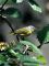 Nashville Warbler 