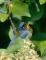 Northern Parula 