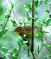 Palm Warbler 